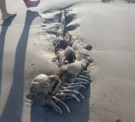 Esqueleto misterioso surpreende banhistas na Austrália por parecer com corpo de sereia